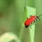 Kleine rote Käfer im Garten Was tun? Liebe Deinen Garten DE
